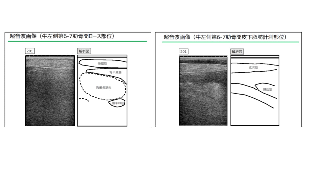肉質のサンプル画像　肋骨の間からのスキャン画像。部位がみえる。