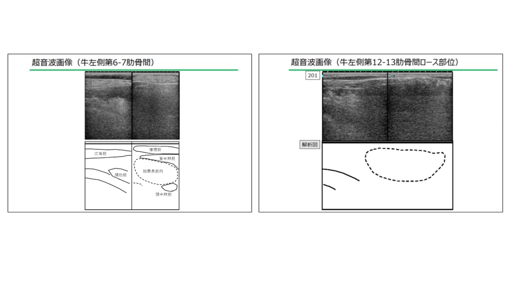 肉質のサンプル画像　肋骨の間からのスキャン画像。部位がみえる。