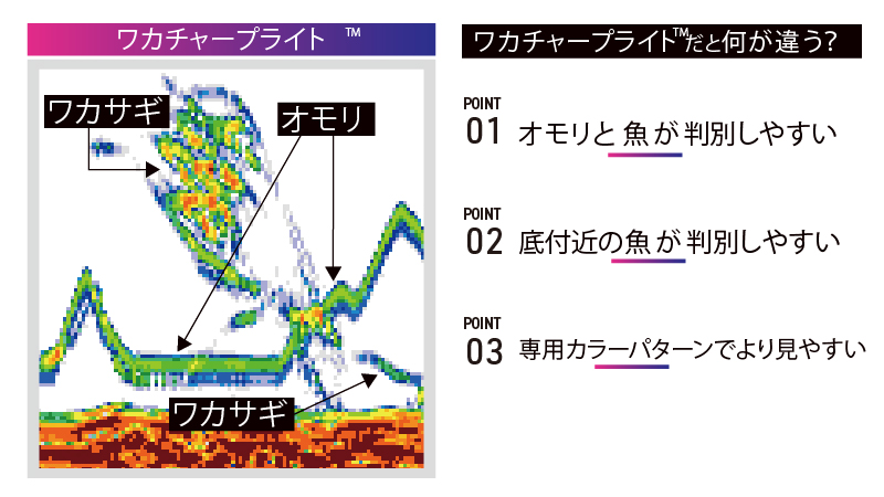ワカチャープライトー1_2025